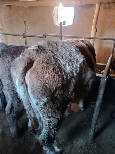 Коровы, быки: Продаю | Бык (самец) | На откорм | Привязанные — 3