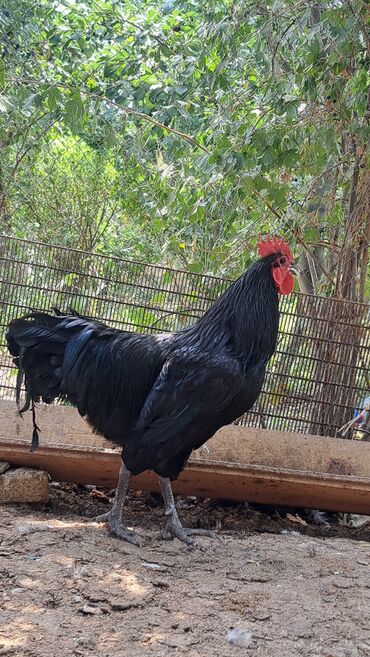 Xoruzlar: Xoruz, il: 1, Pulsuz çatdırılma — 9