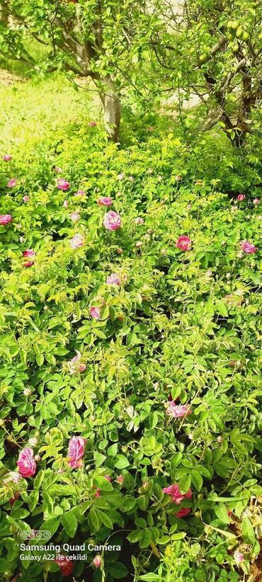 Bağ evlərinin satışı: Zeynalabdin Tağıyev, 90 kv. m, 3 otaqlı, Hovuzsuz — 8