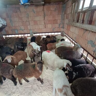 Quzu: Superin superi quzularımiz gəlib kom 235 den deyirik danışmaq olar — 1