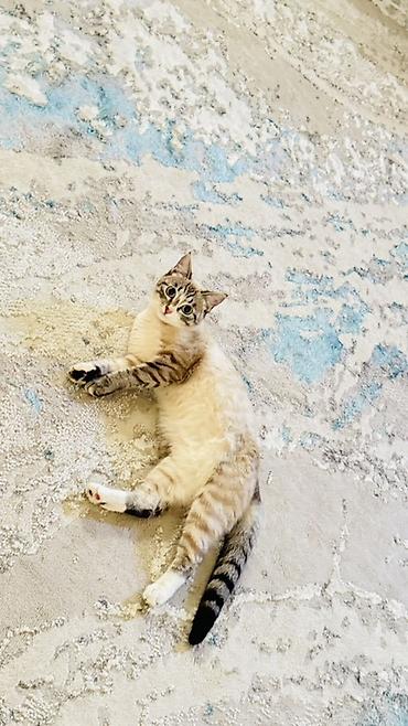 Табылган жана жоголгон мышыктар: 1 жаш, Ургаачы, Бычылган — 1