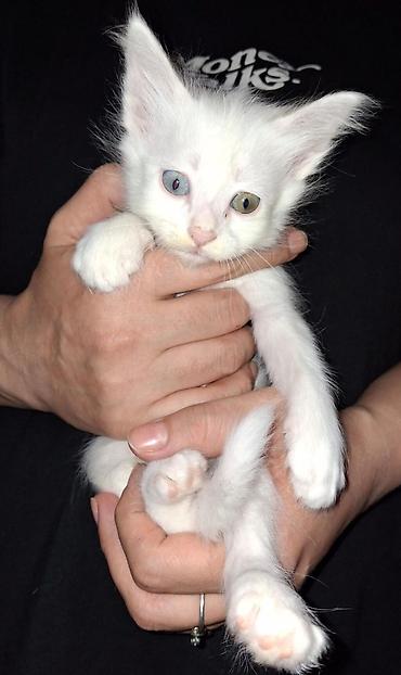 Кошки: Ağ rəngli balaca pişik balası - Tam ağ, yumşaq tüklü balaca pişik - — 3
