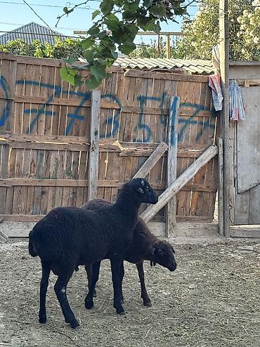 arpanın qiyməti: Quzu, Erkək, ay: 8, 34 kq, Ətlik, Ünvandan götürmə — 2
