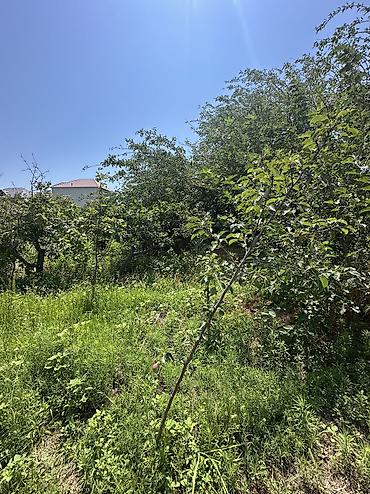 binə mehriban qonşular: 5 sot, Tikinti, Mülkiyyətçi, Kupça (Çıxarış), Texniki pasport — 8