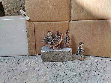Kənd təsərrüfatı quşları: Kəklik balaları cəmi 7 ədəd qalıb — 4