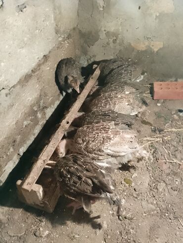 Cücələr: Hinduşka cücələri, Damazlıq — 38