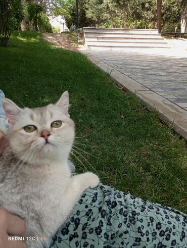 pişik adı: Şinşilla, Erkək, Yaxşı əllərə, Ünvandan götürmə