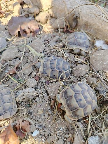 tısbağa satışı: Quru tisbagasinin Balaları Satılır. Qiymət 1 ədədine aitdi — 2