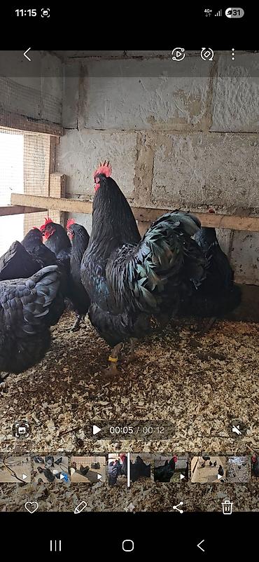 Куры, петухи: Продаю | Куры | Для разведения — 7