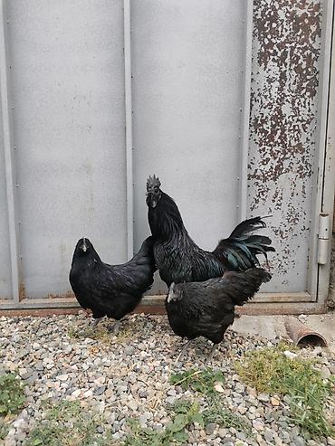 avcarka type 1: Toyuq, Damazlıq, Ödənişli çatdırılma — 4