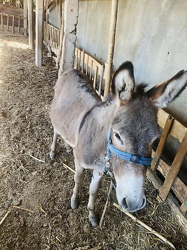 Другое: Другие с/х животные — 3