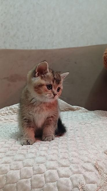 Pişiklər: Britan — 5