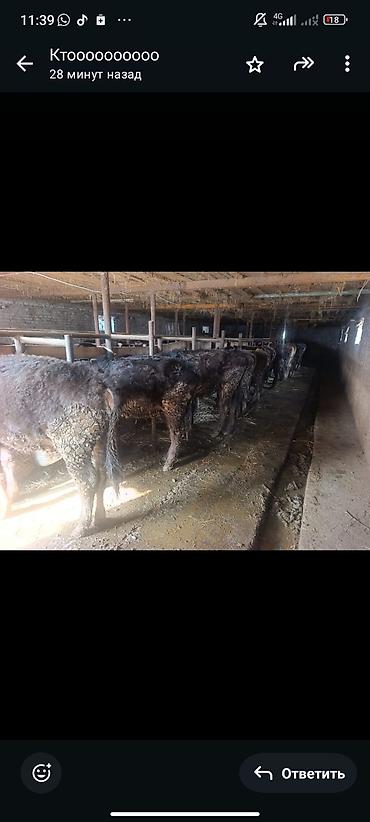 Коровы, быки: Продаю | Тёлка | На откорм | Привязанные — 9