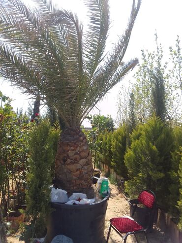 palma ağacı satışı: Xurma ağacı satılır