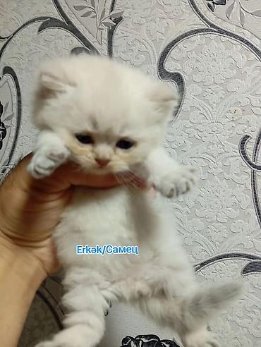 Pişiklər: Şotland, Erkək — 8