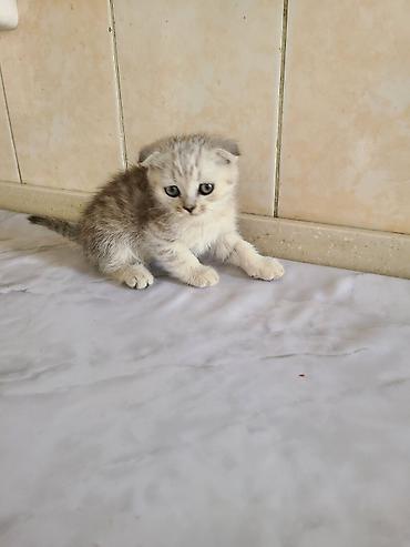 куплю коня: Шотландские котята (скоттиш-фолд) с вислоухими ушками и крупными — 1