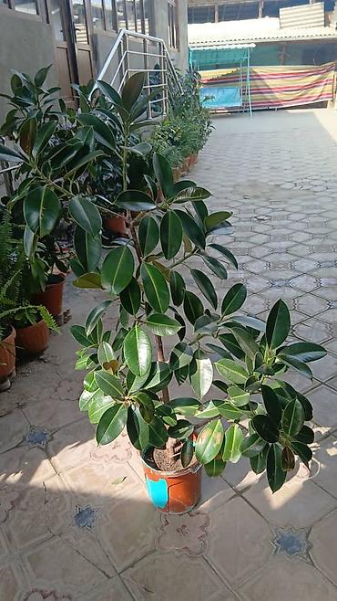 пальма вашингтония: Фикус эластика (Ficus elastica, каучуковое дерево) в горшках — 4