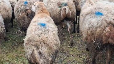 Qoyunlar, qoçlar: Otlaqda otlayan bir sürü qoyun. Qoyunların əksəriyyəti açıq rəngli — 7