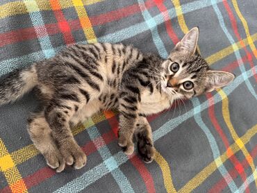 сфинкс котята: Кошка даром: Беспородная, 2 месяца, Девочка, Приучена к лотку