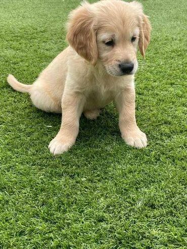 Άλλα: Golden retriever Our gorgeous family pet Rose has given birth to a