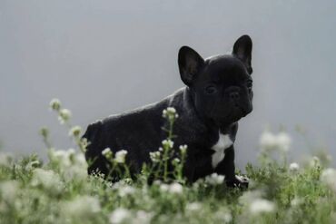 egzoticni francuski buldog: Odgajivačnica francuskih buldoga AMG IRON sa dugogodišnjim iskustvom