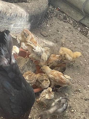 cücə satışı: Сhicks, Для разведения — 2
