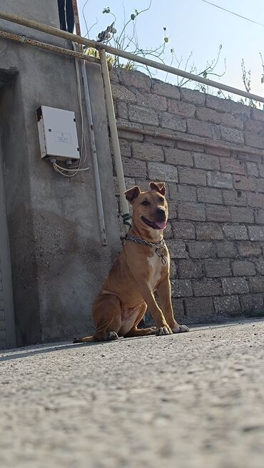 İtlər: 9 ay, Dişi, Peyvəndli, Ünvandan götürmə -da lalafo.az — 2 İtlər: 9 ay, Dişi, Peyvəndli, Ünvandan götürmə — 2