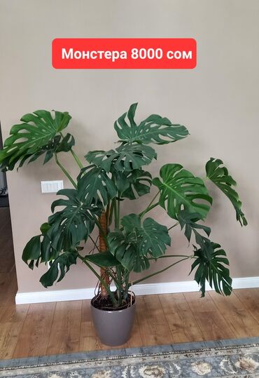 средний низкий: Продаются Монстеры ЦЕНЫ указаны на фото. Все вопросы по телефону