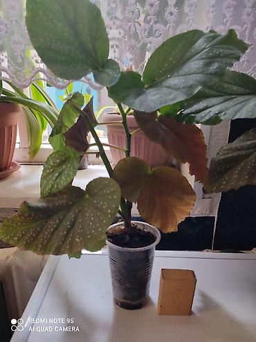 Другой декор и предметы интерьера: Цветы распродажа от 100 сом остатки до 1300 сом. Живу рядом с Дордой — 7