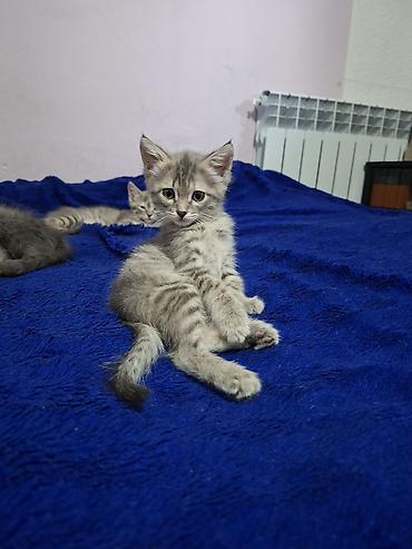 Мышыктар: Отдаю котят . Пишите пожалуйста на вотцап На выбор два окраса: - — 6