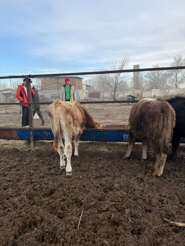 Коровы, быки: Продаю | Бык (самец) | Полукровка, Голштин, Алатауская | На откорм — 7