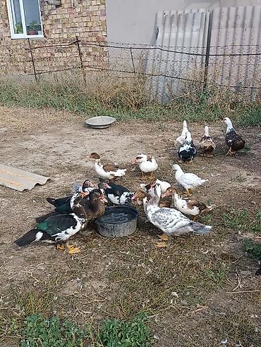 Продам с/х животных: Индоутки (мускусные утки), разноцветные масти — 6