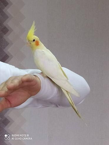 bulbul satılır: Diqqet quslarin altinin ve yerinin temizliyine fikir verin — 4