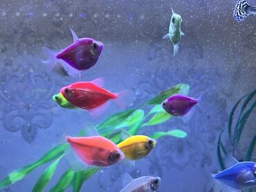 Balıqlar: Glofish, Sülhsevər — 2