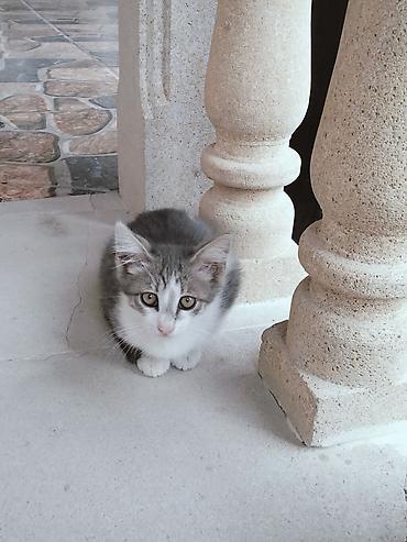 Ünvandan götürmə lalafo.az -da Ünvandan götürmə