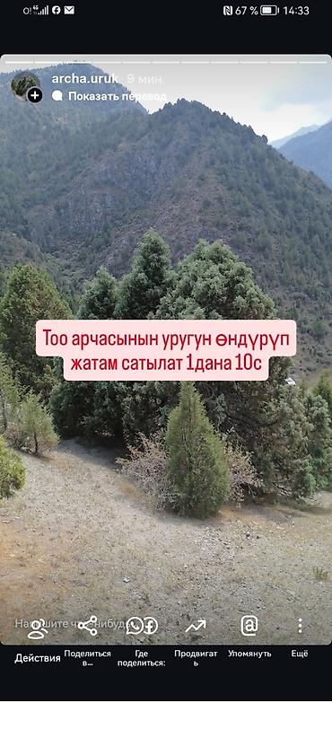 цветок фикус: *САТЫЛАТ! Туя Смарагд 2 МЕТРДЕН АШЫК!* *ПРОДАЕТСЯ! Туя Смарагд БОЛЕЕ — 3