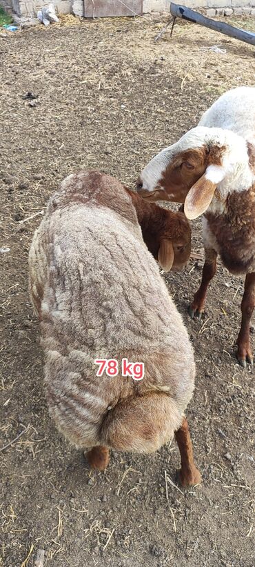 Qoyunlar, qoçlar: Erkək, Qala, il: 1, 75 kq, Damazlıq, Ətlik, Ünvandan götürmə