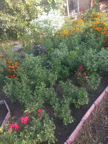 Садовые цветы и кустарники: Рассада цветка: Хризантемы — 2