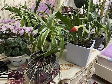 Диффенбахии: Комнатные растения в декоративных горшках - Диффенбахия крупнолистная — 8