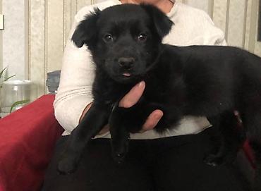 Продажа собак: 2 месяца, Самка — 1