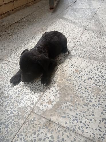 heyvan sahiblənmə: 1 ay, Erkək, Peyvəndli, Ünvandan götürmə — 3