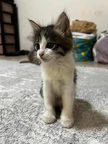 кошка породистый: Отдам даром котенку 12 мкр — 2