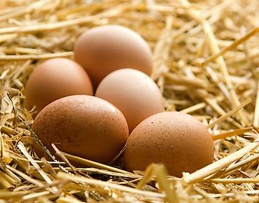 astroloq: Avstralop yumurtaları. Təmiz cins toyuq və xoruzlardı. Mayalı — 1