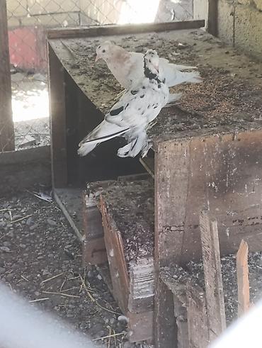 dovşan haqqında məlumat: Dekorativ göyərçinlər təqdim olunur. Şəkillərdə ayaqları bol lələkli — 5