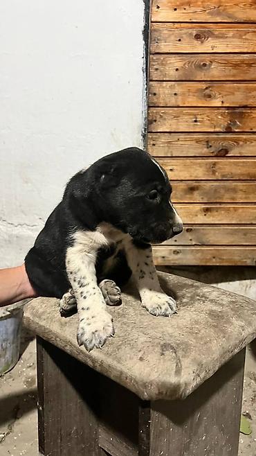 Продажа собак: Алабай, 1 месяц, Самец — 6