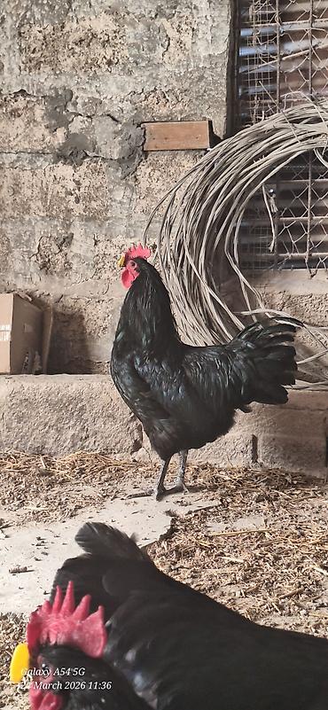 qaz farm: Xoruz, il: 1 — 1