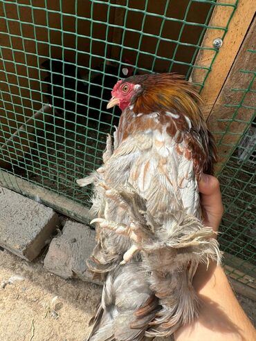куры ломан браун: Оптом!!! Продаю цыплят выводил Дома из под своих наседок и инкубатора