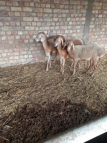 карова с теленком: Продаю | Овца (самка) | Для разведения | Ярка — 4