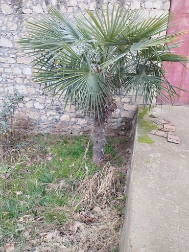 palma ağacı haqqinda melumat: Palma