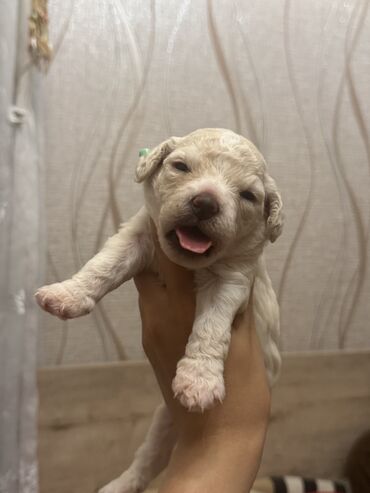labrador it: Pudel, 1 ay, Erkek, Ünvandan götürmə